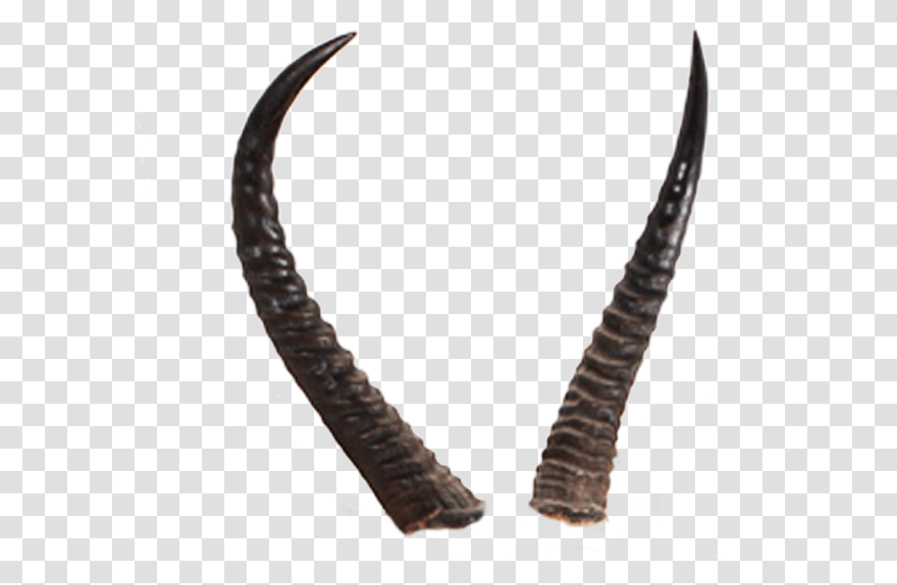 Devils Horn Image Realistic Devil Horns Background, Person, Human, Antelope, Wildlife Transparent Png