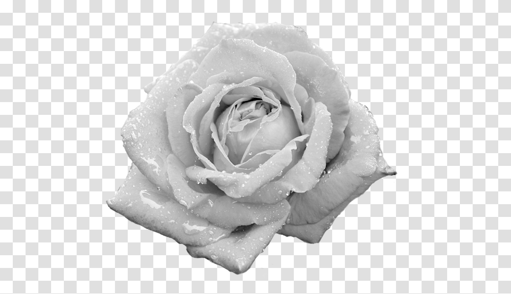 Dewy Rose, Flower, Plant, Blossom, Petal Transparent Png