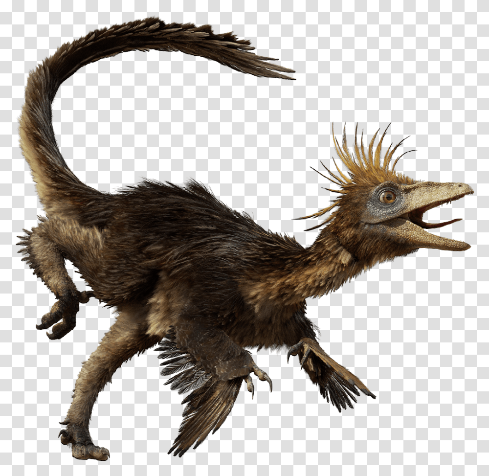 Dfhj Dinosaurs Troodon, Bird, Animal, Reptile Transparent Png