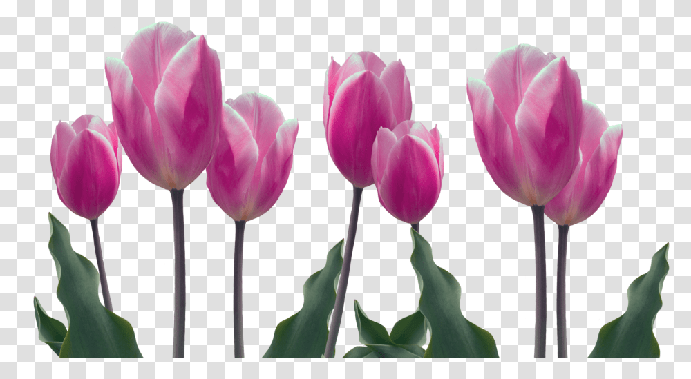 Dia De Las Madres, Plant, Flower, Blossom, Tulip Transparent Png