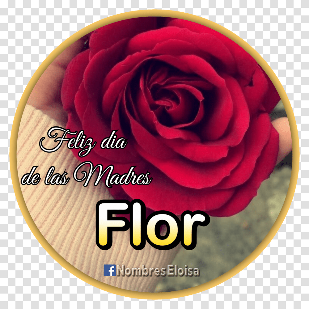 Dia De Las Madres, Rose, Flower, Plant, Blossom Transparent Png