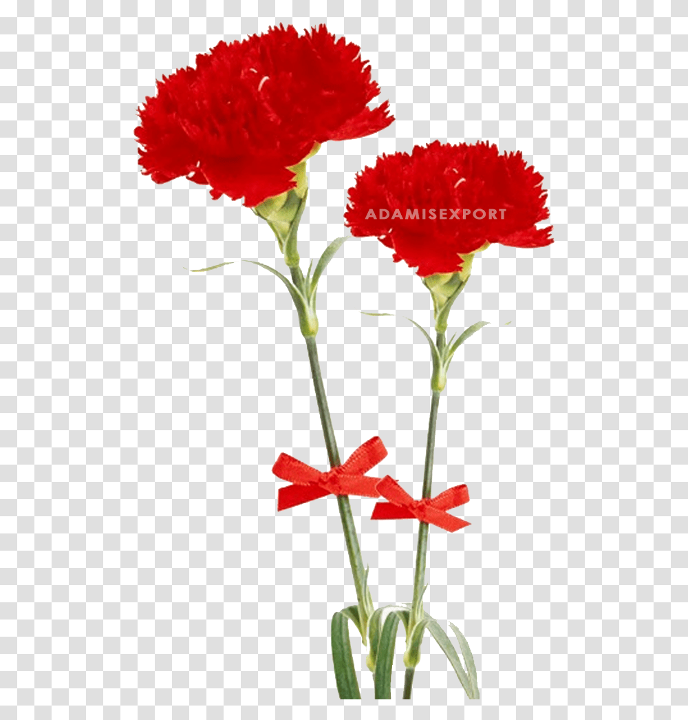 Dia Delas Madres Sin Texto, Plant, Flower, Blossom, Carnation Transparent Png