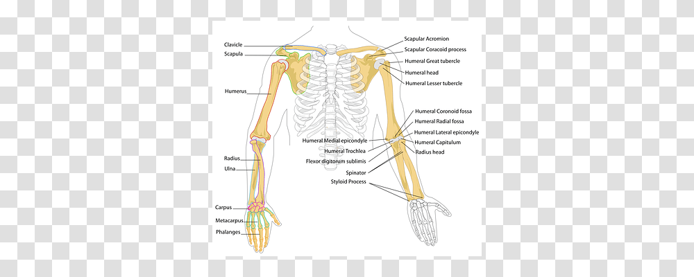 Diagram Bow, Skeleton, Plot Transparent Png