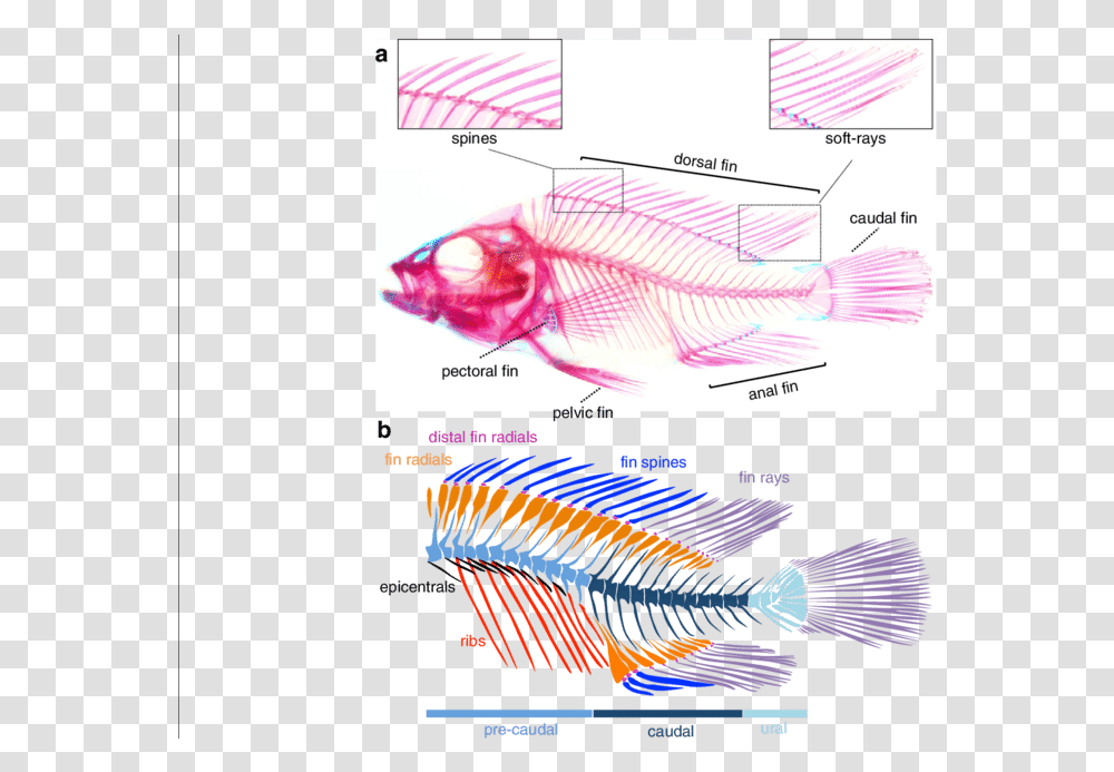 Diagram, Animal, Plot, Fish, Soil Transparent Png