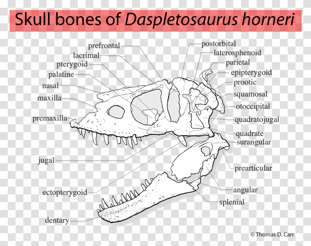 Diagram, Animal, Reptile, Dinosaur, Invertebrate Transparent Png