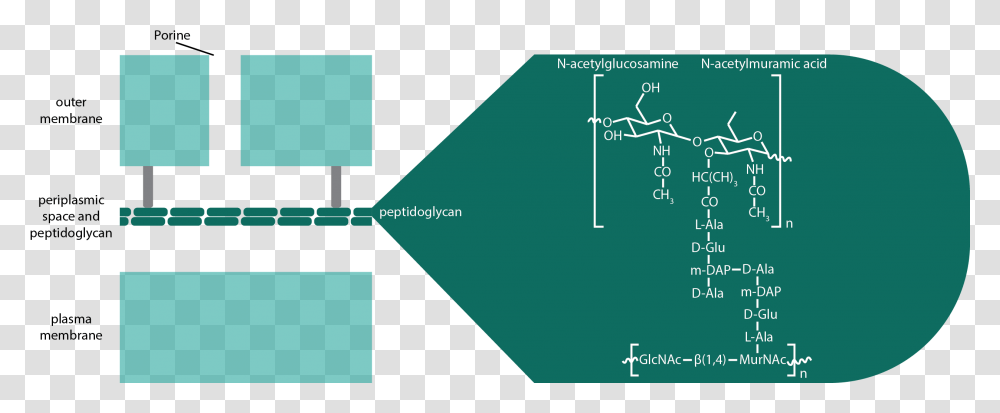 Diagram, Business Card, Plot, Light Transparent Png