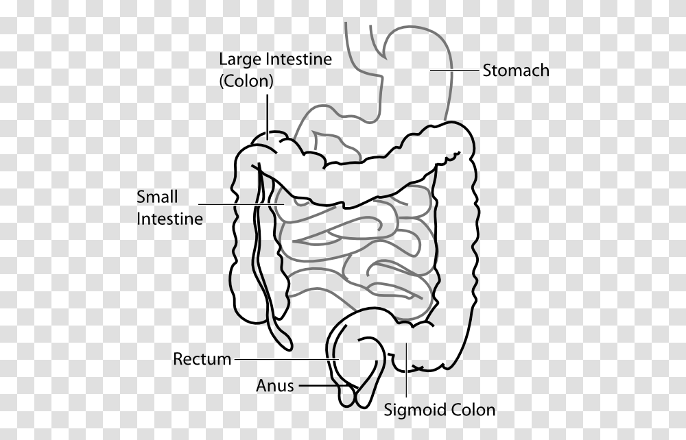 Diagram Clip Art At Large Intestine And Small Intestine Diagram, Plot, Bag, Plan Transparent Png