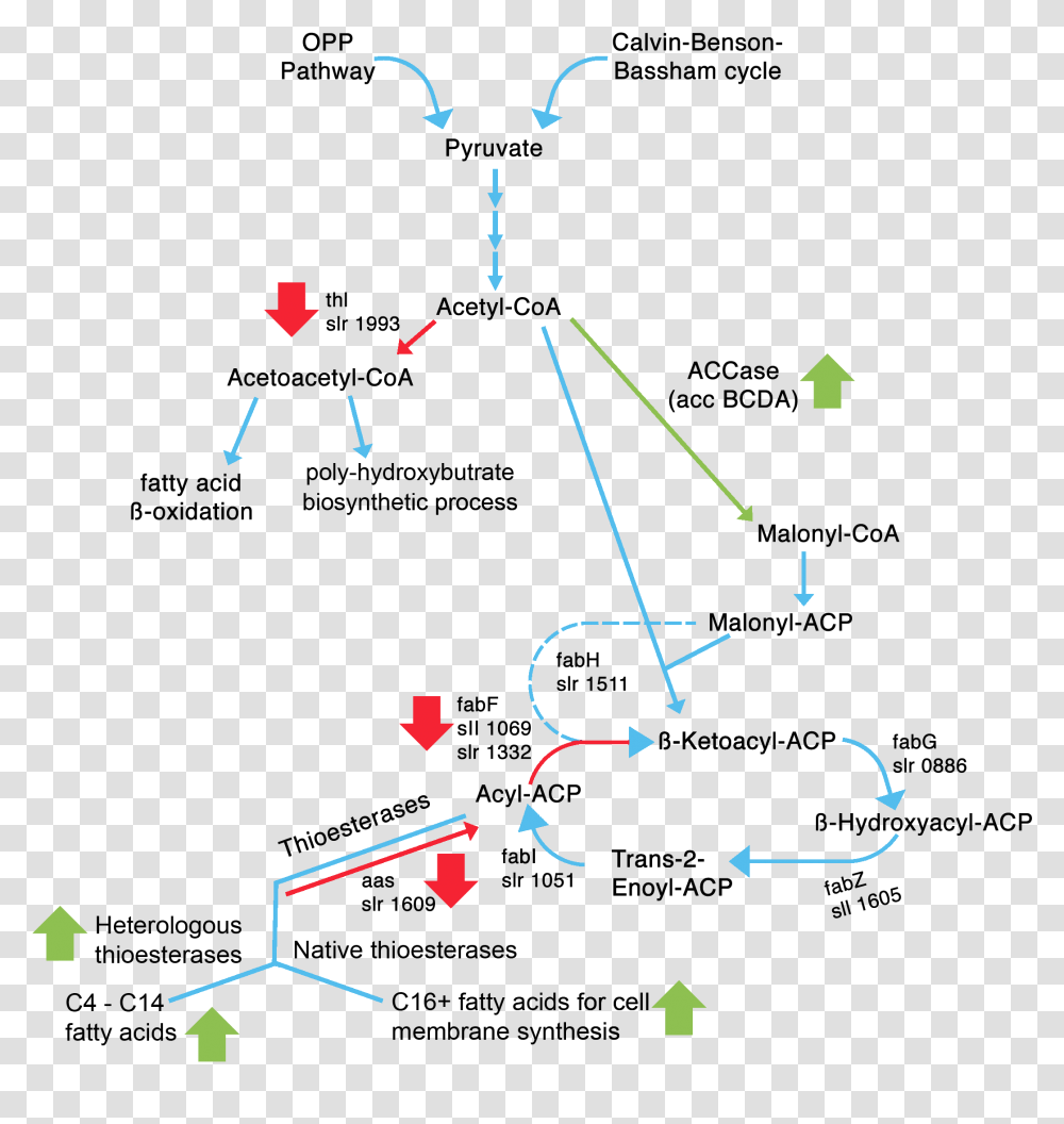 Diagram, Confetti, Paper Transparent Png