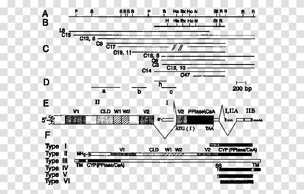 Diagram, Gray, World Of Warcraft Transparent Png