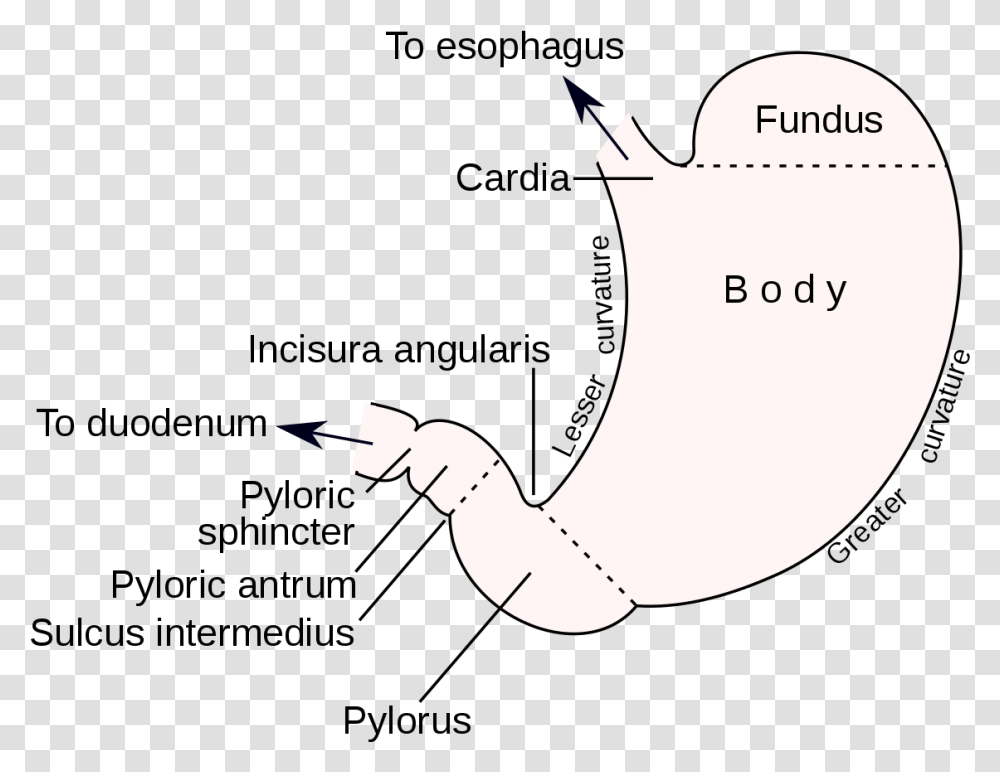 Diagram, Handle, Footprint Transparent Png