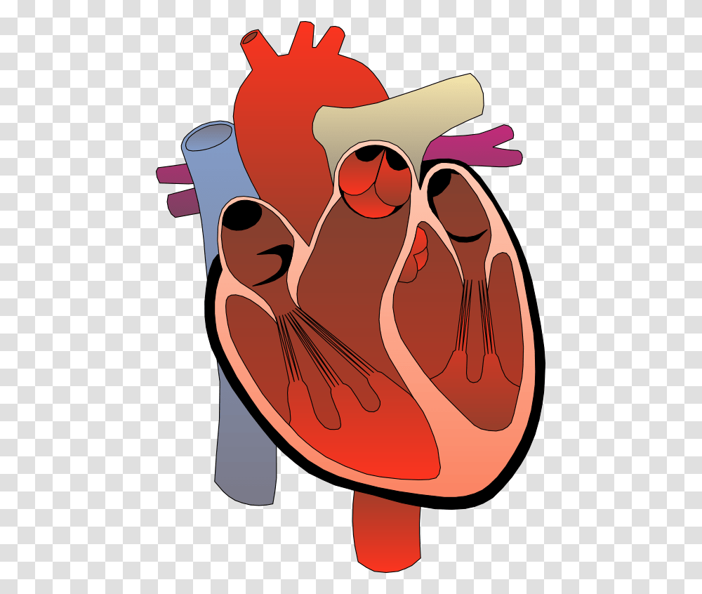 Diagram Human Heart Clip Art Free Image, Cutlery, Food Transparent Png