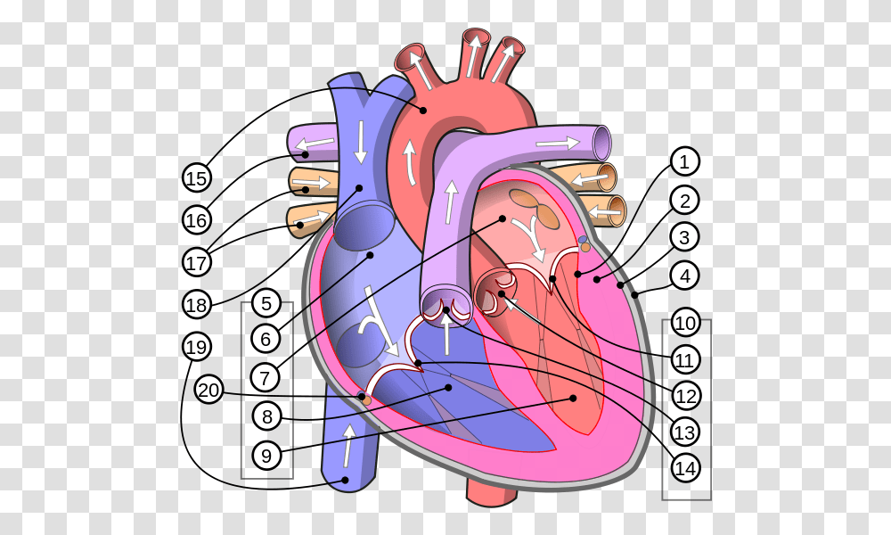 Diagram Human Heart Diagram English, Text, Bicycle, Vehicle, Transportation Transparent Png