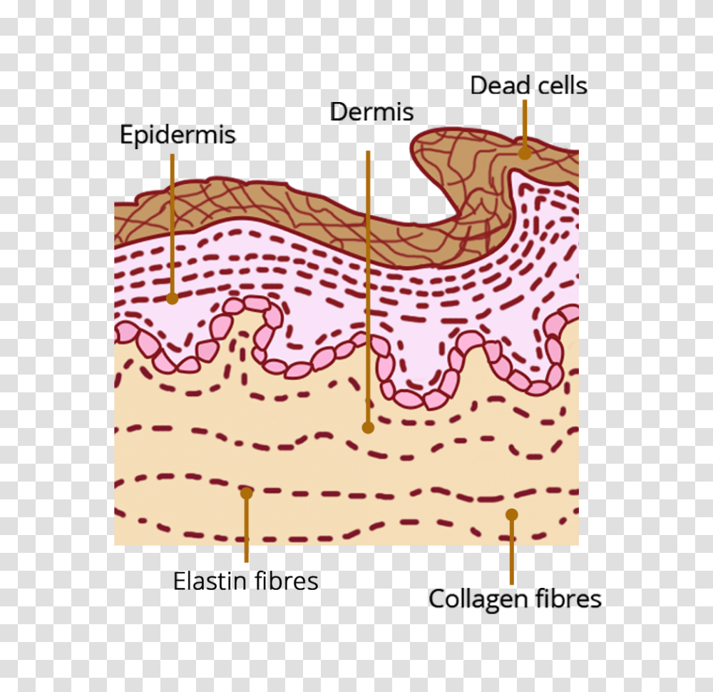 Diagram Image Hirudoid Cream On Scars Before And After, Plot, Text, Rug, Plan Transparent Png