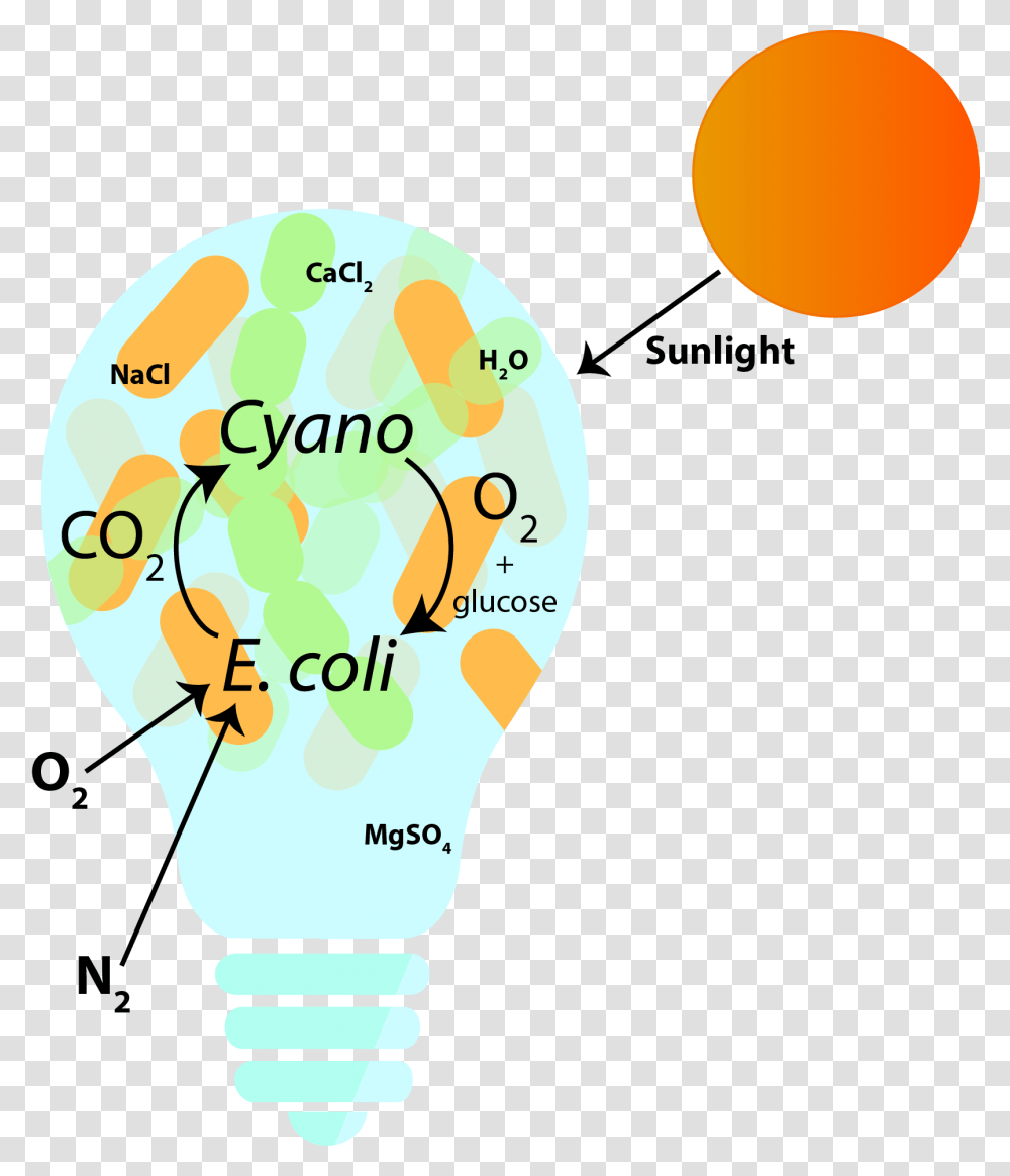 Diagram, Light, Lightbulb Transparent Png