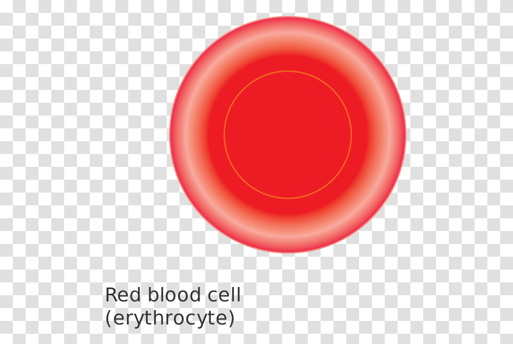 Diagram Of A Red Blood Cell Cruk Blood Cell Diagram, Frisbee, Toy, Ball, Pottery Transparent Png