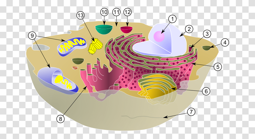 Diagram Of A Typical Animal Cell With Its Organelles Intracellular Fluid In Cell, Birthday Cake, Doodle Transparent Png