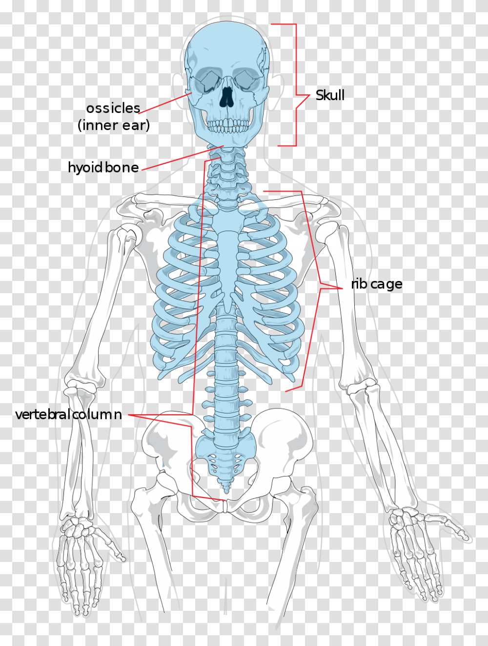 Diagram Of Axial Skeleton, Person, Human, X-Ray, Ct Scan Transparent Png