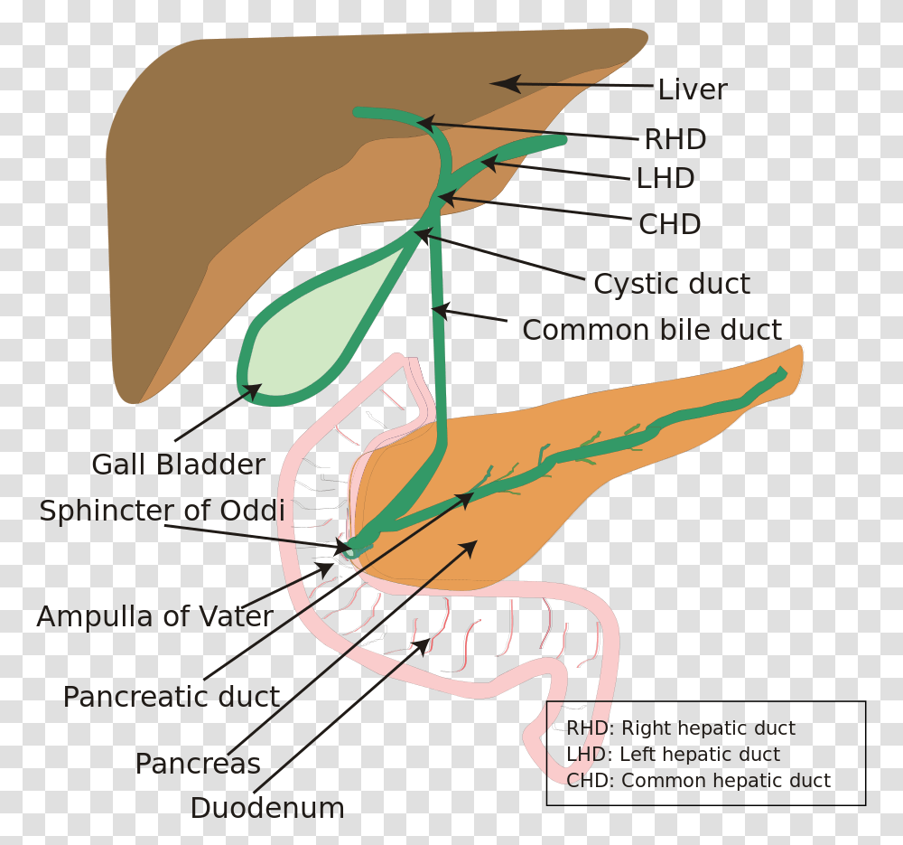 Diagram Of Hepatobiliary System, Animal, Reptile, Poster, Advertisement Transparent Png