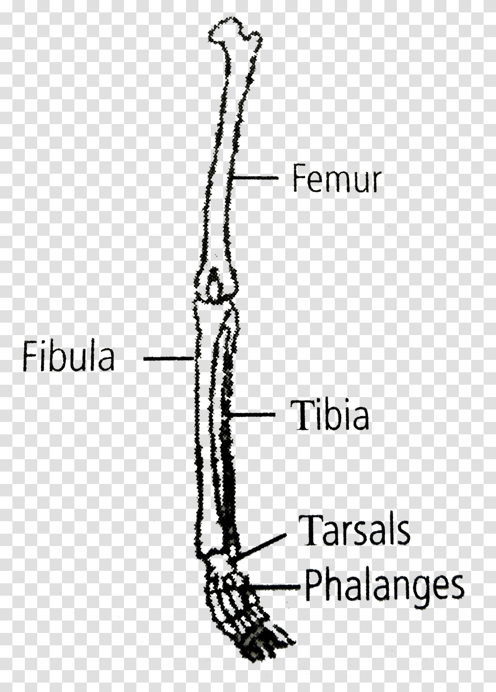 Diagram Of Hind Limb Of Human, Plant, Oboe, Musical Instrument, Leisure Activities Transparent Png