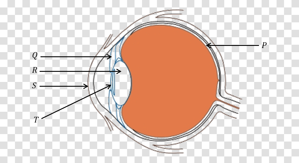 Diagram Of Human Eye Science Questions About Eye, Bow, Sunglasses, Accessories, Accessory Transparent Png