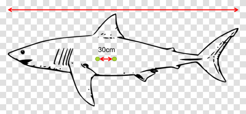Diagram Of Laser Dots On The Side Of A Shark Great White Shark Clip Art, Pac Man Transparent Png