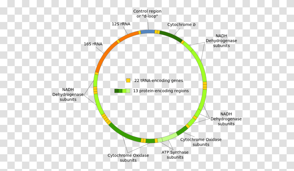 Diagram Of Mitochondrial Dna Mitochondrial Dna, Lighting, Hoop, Tennis Ball, Sport Transparent Png