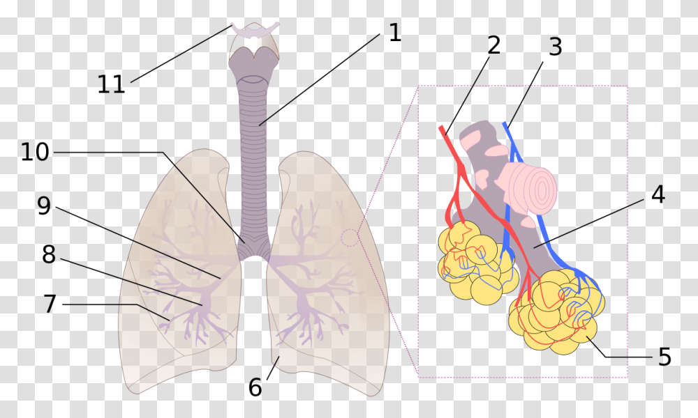 Diagram Of Respiratory System Numbered, Leisure Activities, Musical Instrument, Lute Transparent Png
