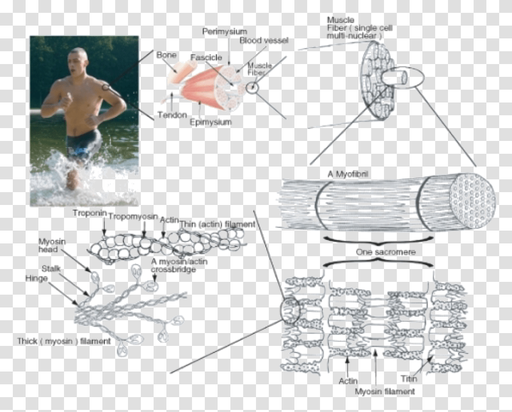 Diagram Of Skeletal Muscle, Person, Human, Sport, Sports Transparent Png
