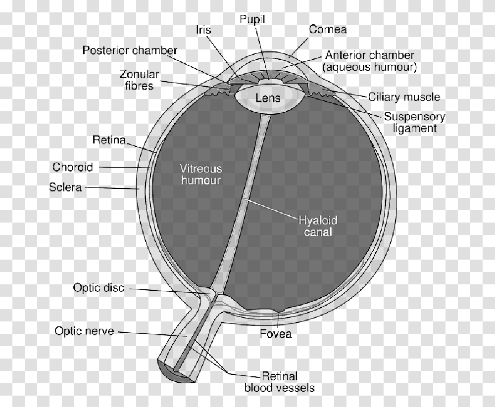 Diagram Of The Eye Download, Plot Transparent Png