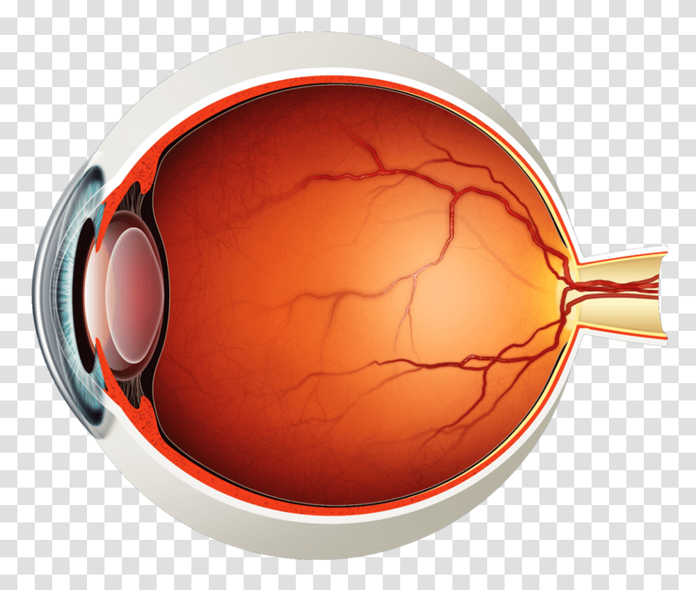 Diagram Of The Eye Lions Eye Institute Retina, Helmet, Clothing, Apparel, Accessories Transparent Png