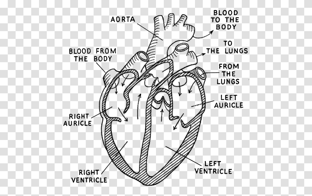 Diagram Of The Heart Black And White, Gray, World Of Warcraft Transparent Png