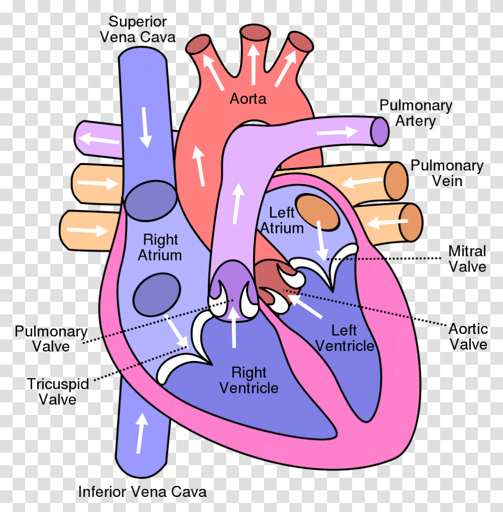 Diagram Of The Heart, Hand, Wrist, Stomach, Neck Transparent Png