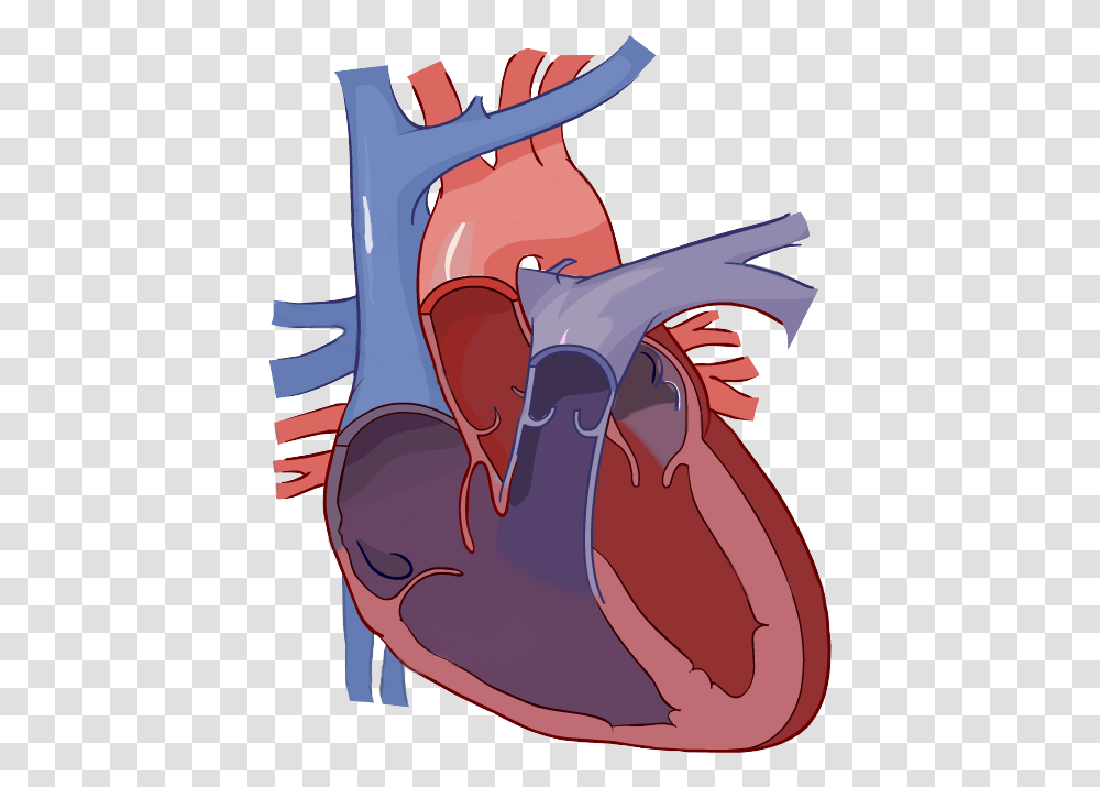 Diagram Of The Heart No Labels, Animal, Architecture, Building, Hand Transparent Png