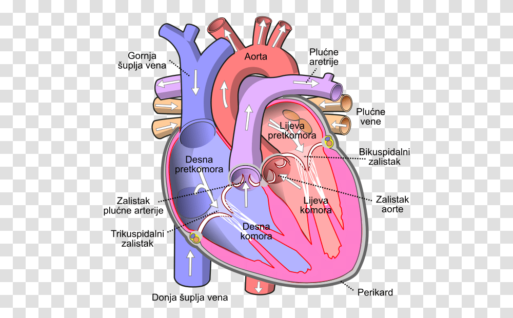 Diagram Of The Human Heart Bs Inferior Vena Cava, Plot, Grenade, Bomb, Weapon Transparent Png