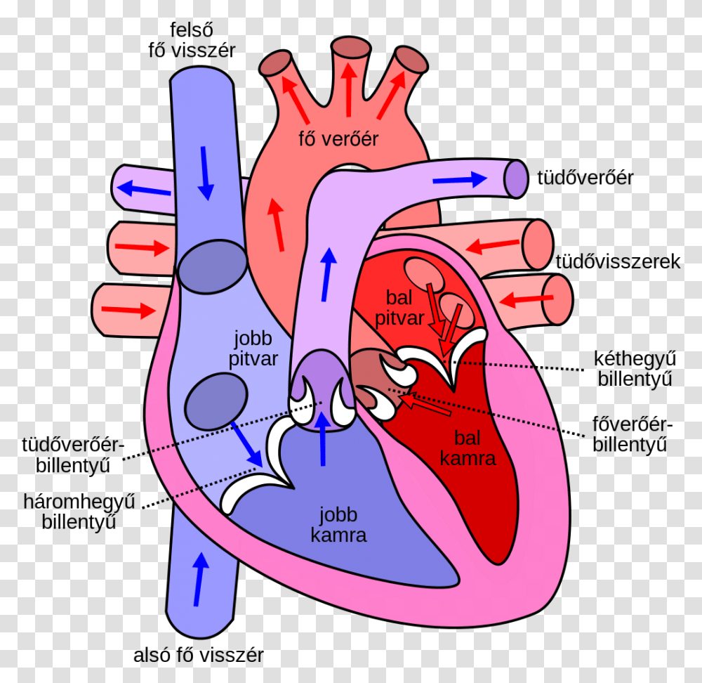 Diagram Of The Human Heart Hu Heart Diagram Hd, Plot, Teeth, Mouth, Lip Transparent Png
