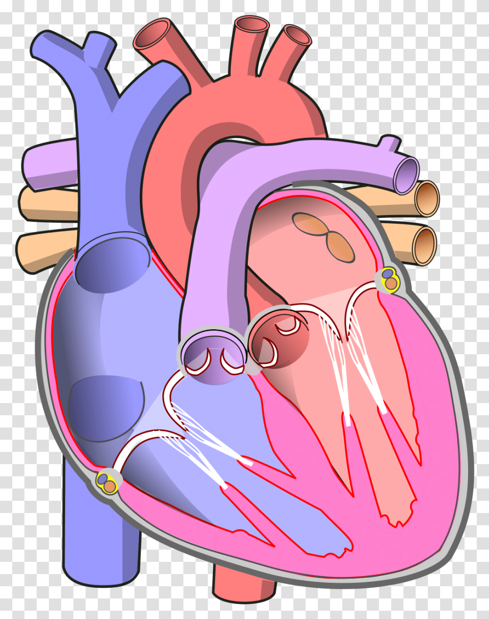 Diagram Of The Human Heart Human Heart, Mouth, Lip, Stomach, Jaw Transparent Png