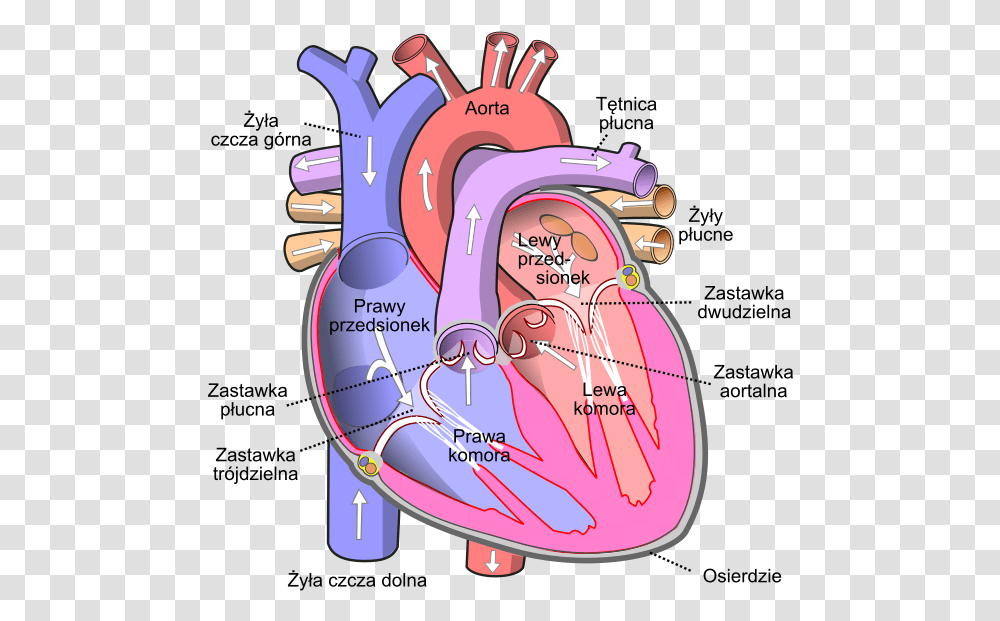 Diagram Of The Human Heart Pl Diagram Of The Human Heart, Plot, Grenade, Bomb, Weapon Transparent Png