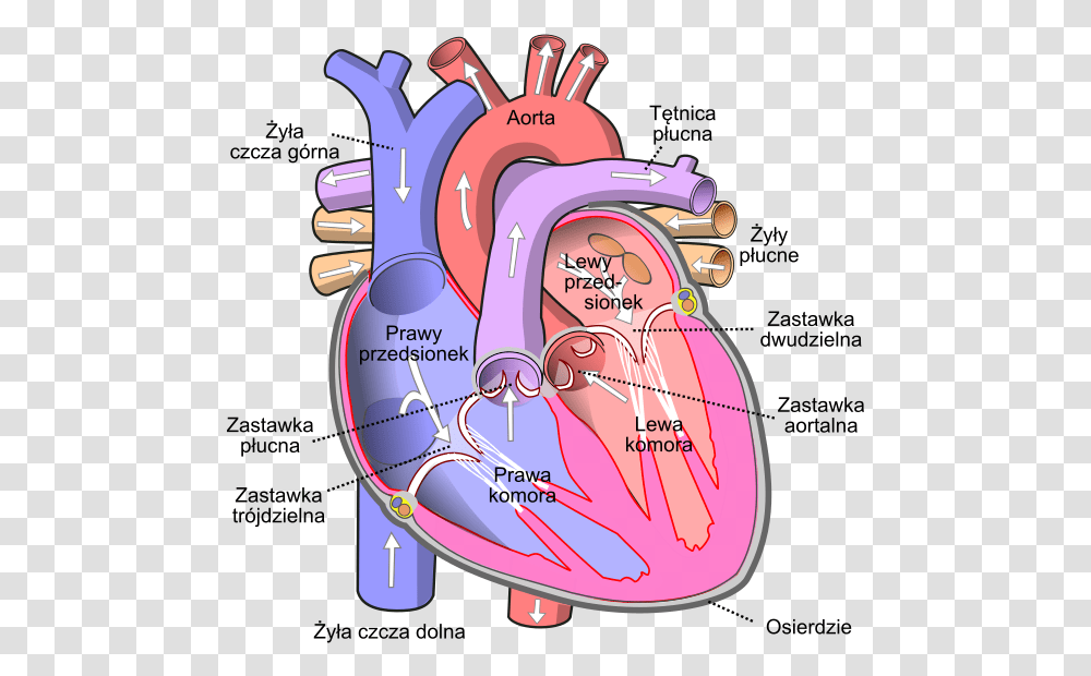 Diagram Of The Human Heart Pl Human Heart Diagram, Plot, Grenade, Bomb, Weapon Transparent Png