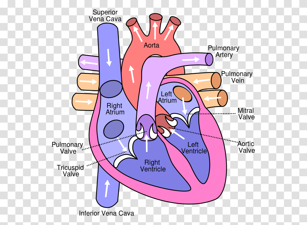 Diagram Of The Human Heart Structure Carries Deoxygenated Blood Back, Hand, Wrist, Stomach, Finger Transparent Png