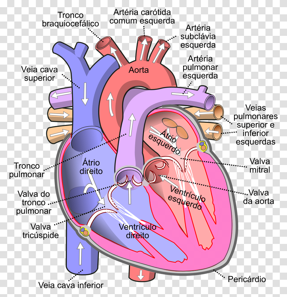 Diagram Of The Human Heart Working Of Heart Diagram, Grenade, Bomb, Weapon, Weaponry Transparent Png