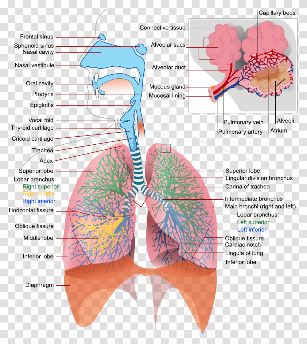 Diagram Of The Lungs Science Respiratory System, Flyer, Poster, Paper, Advertisement Transparent Png