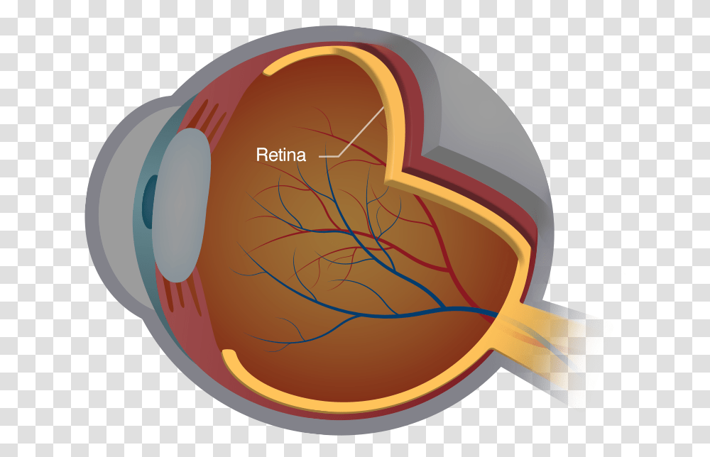 Diagram Of The Retina Disease Retina, Helmet, Apparel, Accessories Transparent Png