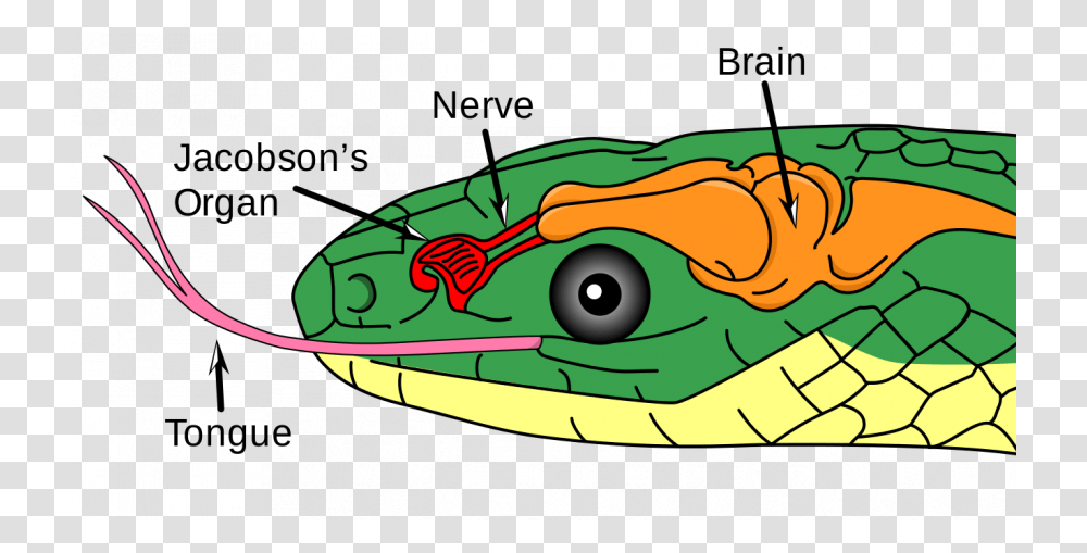 Diagram Of The Vomeronasal Organ In A Snake Snake Jacobson's Organ, Outdoors, Vegetation, Plant, Nature Transparent Png