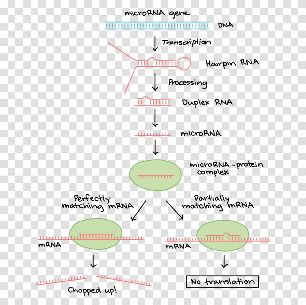 Diagram Of Where Mirnas Come From And And How They Post Transcriptional Modification Of Rna, Plot, Sphere, Number Transparent Png