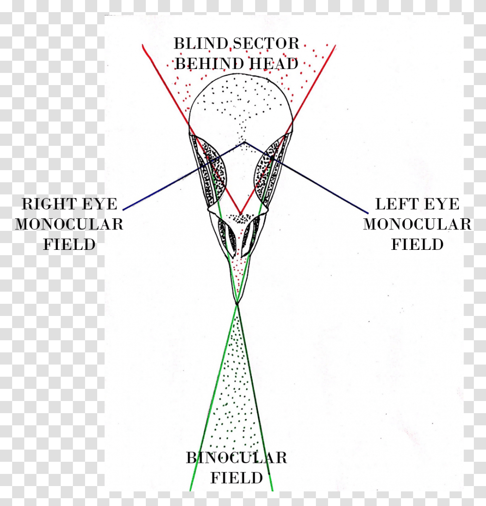 Diagram, Plot, Kite, Toy Transparent Png