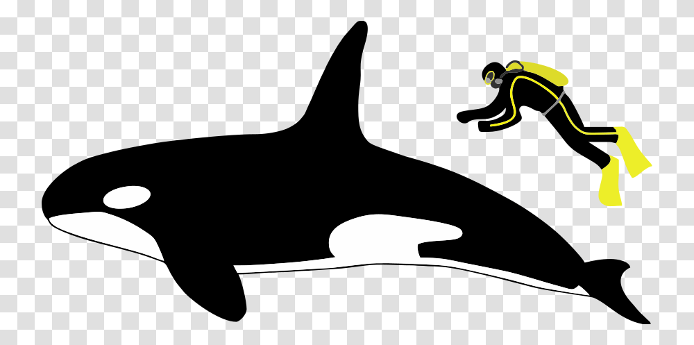 Diagram Showing A Killer Whale And Scuba Diver From Orca Vs White Shark Size, Apparel, Animal, Mammal Transparent Png