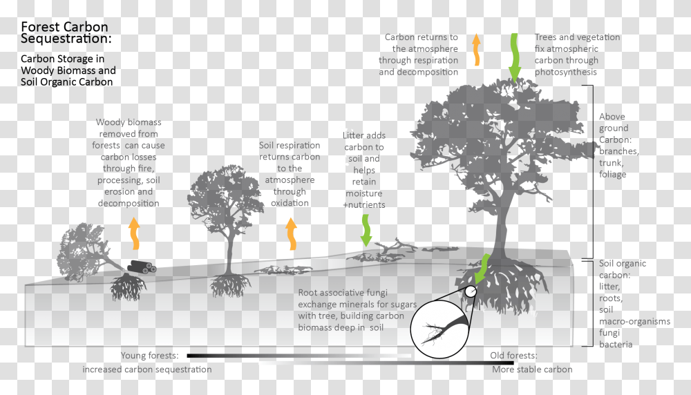 Diagram Showing How Carbon Is Stored In Forest Biomass, Nature, Outdoors, Vegetation, Plant Transparent Png