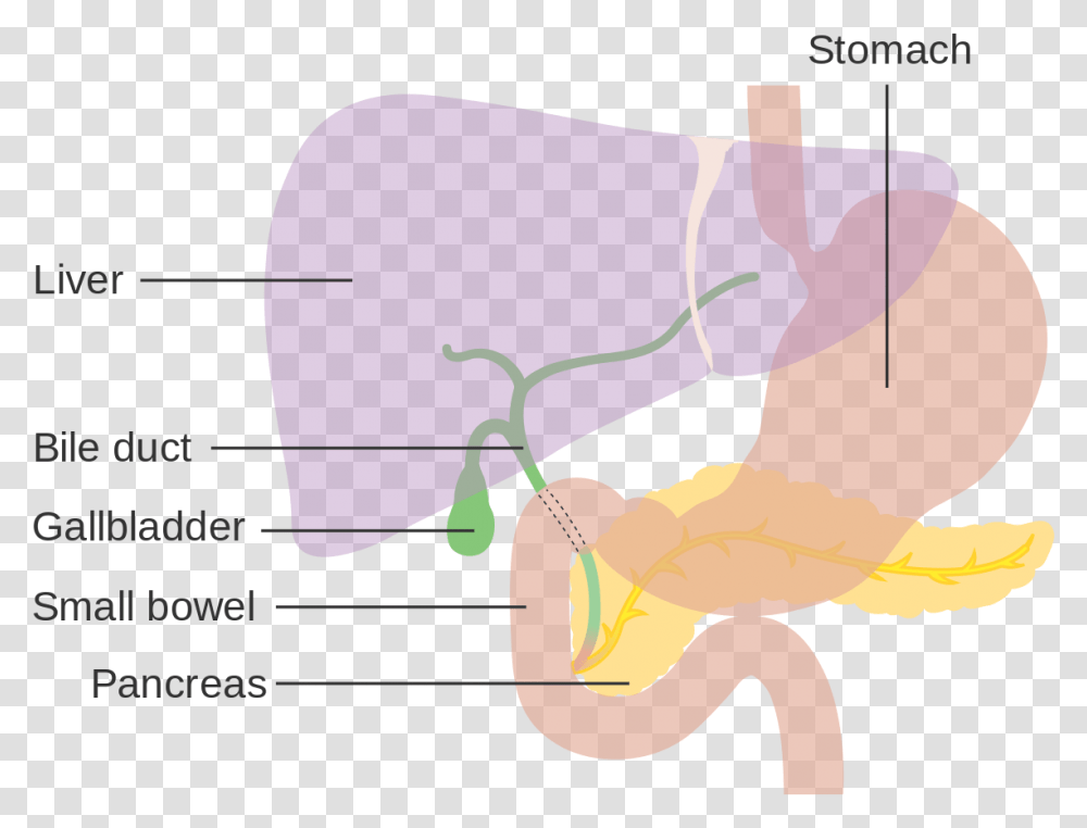 Diagram Showing The Position Of Liver Diagram, Plot, Arm, Hand, Plan Transparent Png