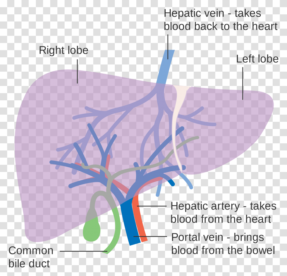 Diagram Showing The Two Lobes Of The Liver And Its Liver Lobe Blood Supply, Nature, Outdoors, Plot Transparent Png