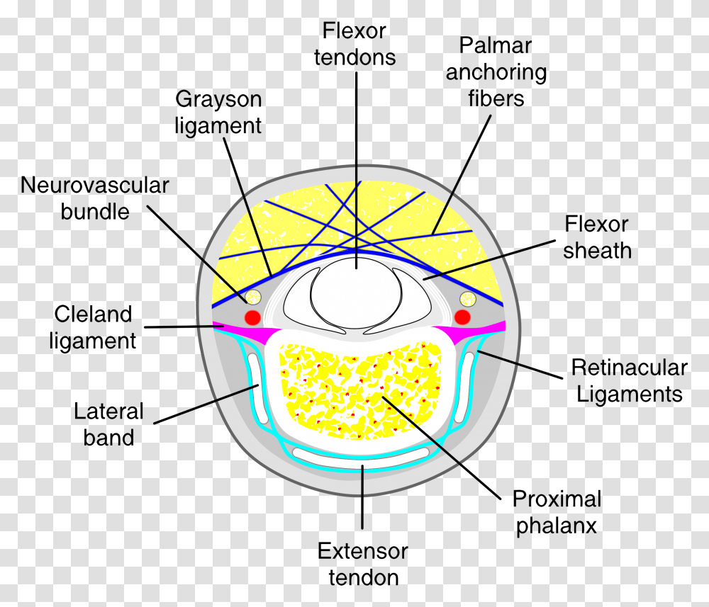 Diagram, Sphere, Plot, Lighting, Plan Transparent Png